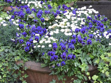 Mor ve Beyaz Çiçekler