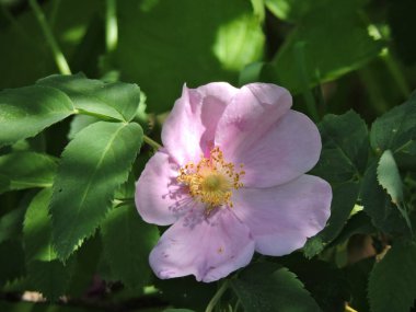 Güneş ışığı altında pembe Gül