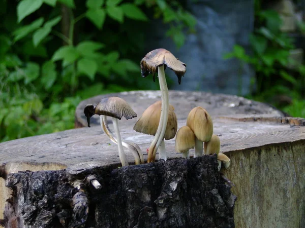 Funghi Sul Ceppo — Foto Stock