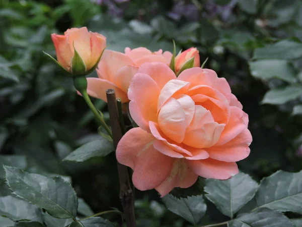Encantadora Rosa Naranja Parque —  Fotos de Stock