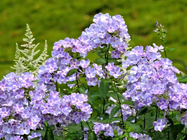 Flores Violetas Parque — Fotografia de Stock