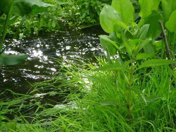 Creek Sommaräng — Stockfoto