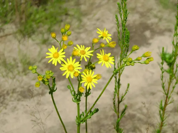 Sárga Virágok Réten — Stock Fotó
