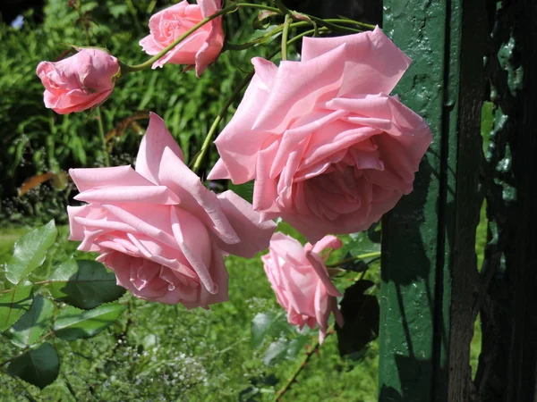 Рожеві Троянди Літньому Парку — стокове фото