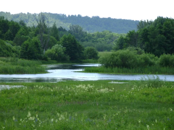 Forêt Été Avec Lac — Photo