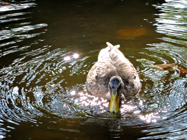 Duck in sparkling water