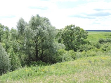 Yeşil ağaçların tepeleri