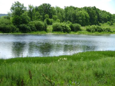 Ormandaki göl manzarası