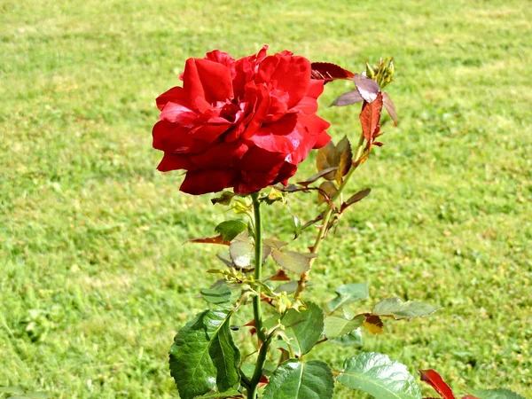 Red Rose Summer Park — Stock Photo, Image