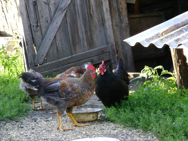 Hühner Auf Dem Hof — Stockfoto