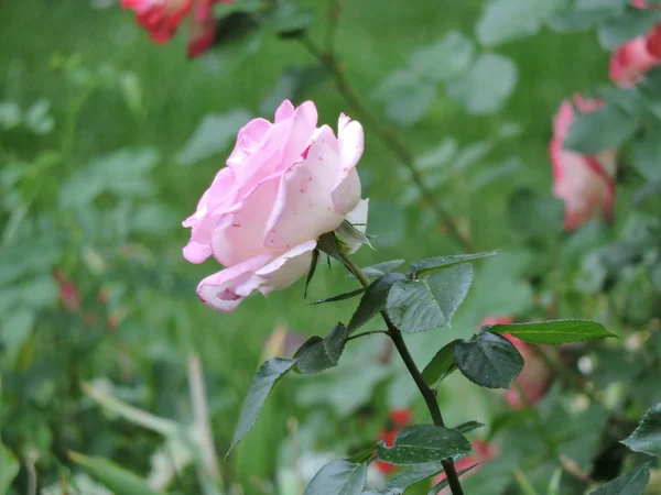 Tender Pink Rose Park — Stock Photo, Image