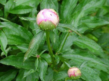 Şakayık yağmur sonra tomurcuğu