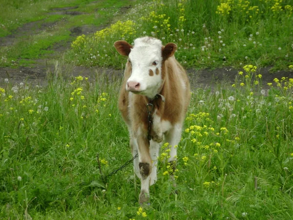 Cute Calf Field — Stock Photo, Image