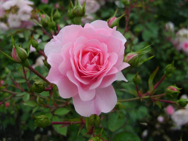 Pink Rose Park — Stock Photo, Image