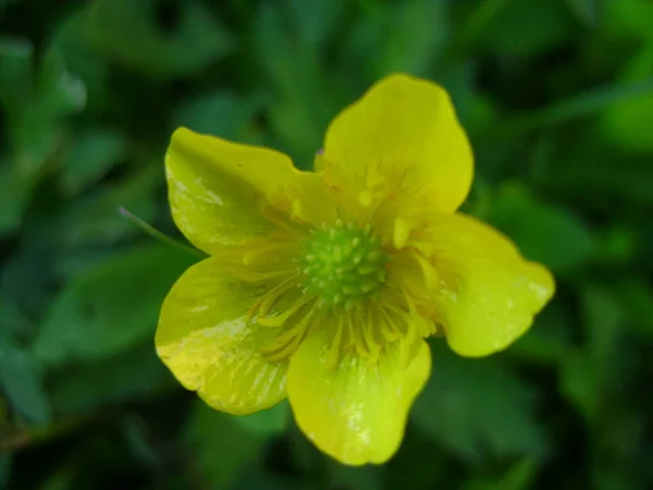 Fleur Jaune Dans Prairie — Photo