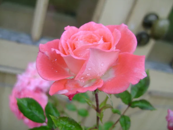 雨の後の柔らかいピンクのバラ — ストック写真