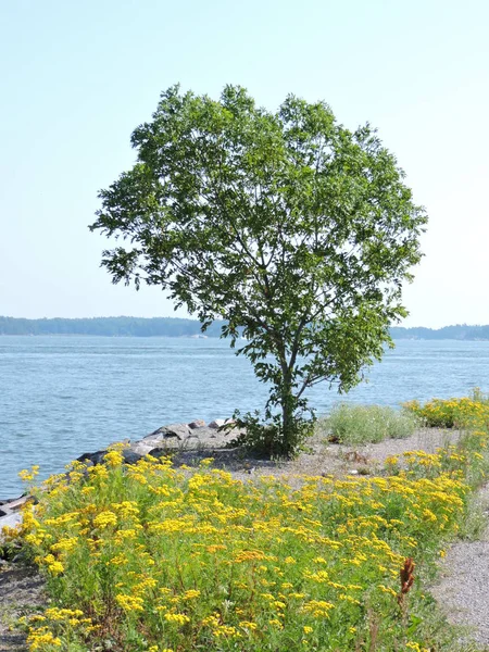 Kusten Östersjön Finland — Stockfoto