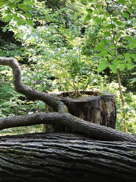 Stubbe Sommar Skog — Stockfoto