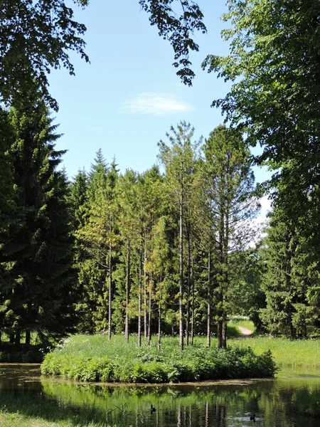 Sjön Sommar Skog — Stockfoto