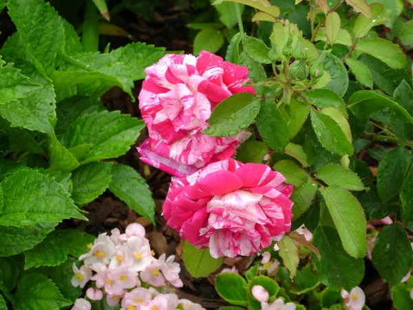 Розовые Розы После Дождя — стоковое фото