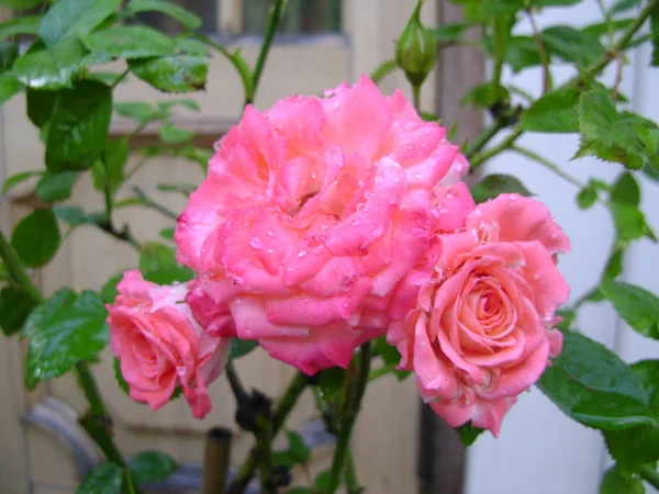 雨の後のピンクのバラ — ストック写真