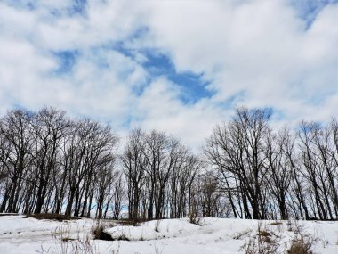 Bahar ormanı ve mavi gökyüzü