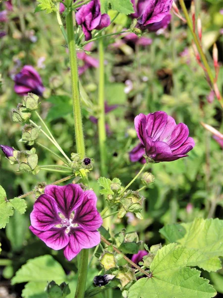 Фиолетовые Цветы Лугу — стоковое фото