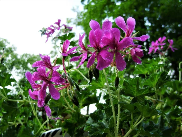 Yağmur Sonra Pembe Çiçekler — Stok fotoğraf