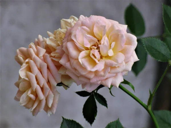 Bouquet Rose Beige — Foto Stock