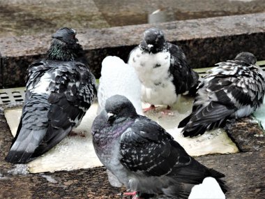 Güvercinler üzerinde çeşme