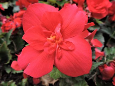 Parktaki güzel kırmızı çiçek