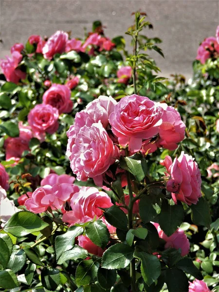 Кущ Рожевих Троянд Гельсінкі — стокове фото