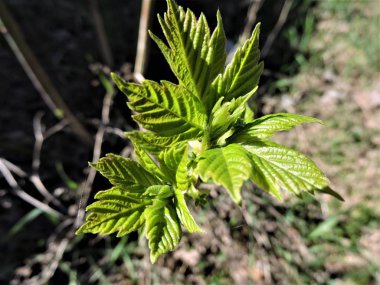 Dal taze yeşil yapraklar