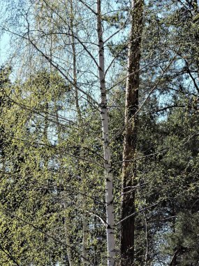 Ormanda yeşil yaprakları olan bahar ağaçları