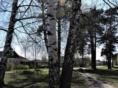 Köyde bahar ağaçları