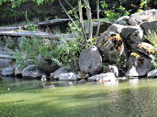 Sjön Med Ankor Sommaren Park — Stockfoto