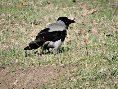 Bahar tarlasındaki karga