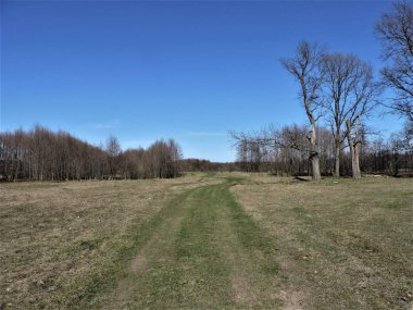 Bahar ormanında mavi gökyüzü ve yol