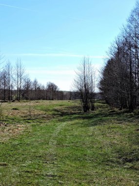 Bahar ormanında yeşil çayırda yol