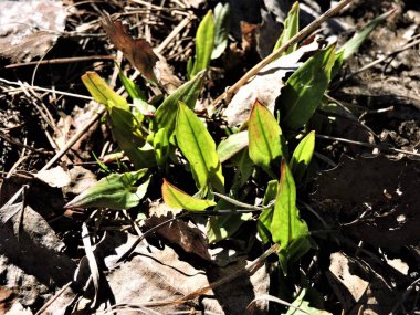 İlkbaharda bitkilerin yeşil yaprakları