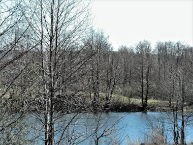 Bahar ormanında göl kıyısı