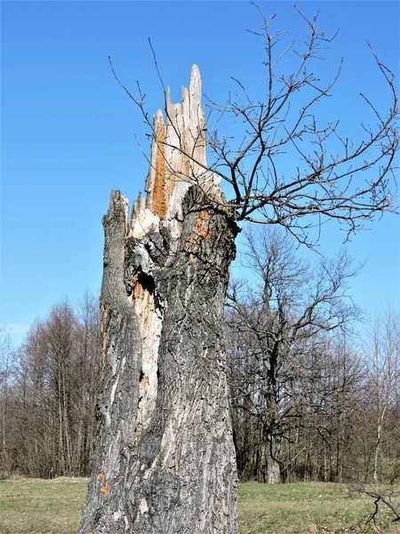 Broken Oak Tree Blue Sky Bakgrund — Stockfoto