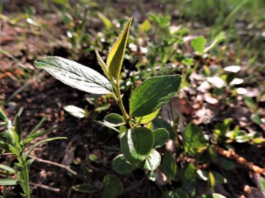 Bahçede taze yeşil yaprakları ile Şube