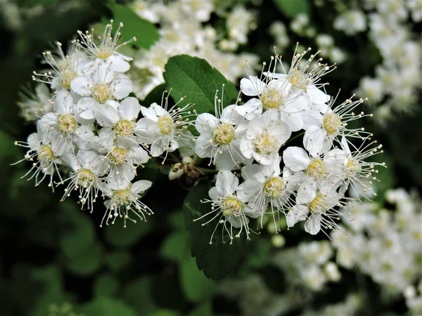 Flores Brancas Ramo Florescente — Fotografia de Stock