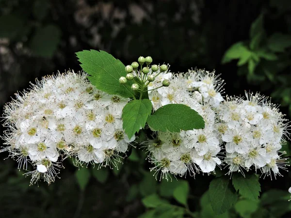 Blommande Filial Vår Trädgård — Stockfoto