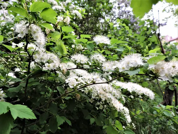 Vita Blommande Träd Trädgården — Stockfoto