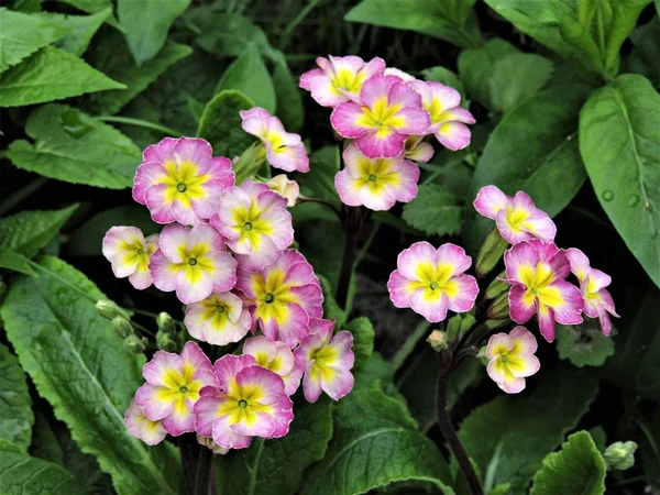 Beautiful Pink Flowers Spring Garden — Stock Photo, Image