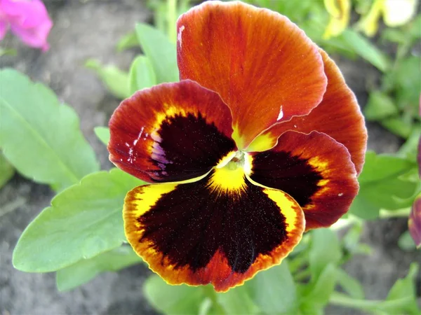 Fleur Pansy Orange Vif — Photo