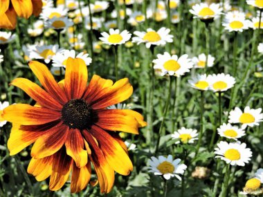Rudbeckia çayırda papatyalar arasında