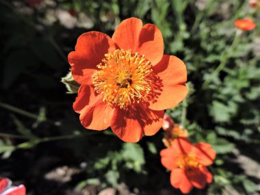 Yaz bahçesinde kırmızı çiçekler